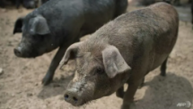 localities nationwide apply drastic measures against african swine fever