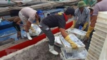 ec acknowledges vietnams efforts in preventing illegal fishing