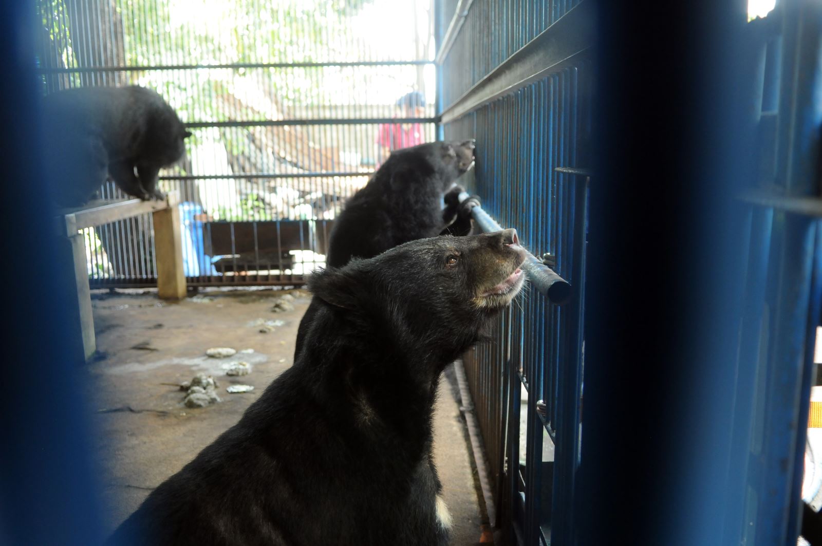 four paws viet rescues three asiatic black bears in binh duong