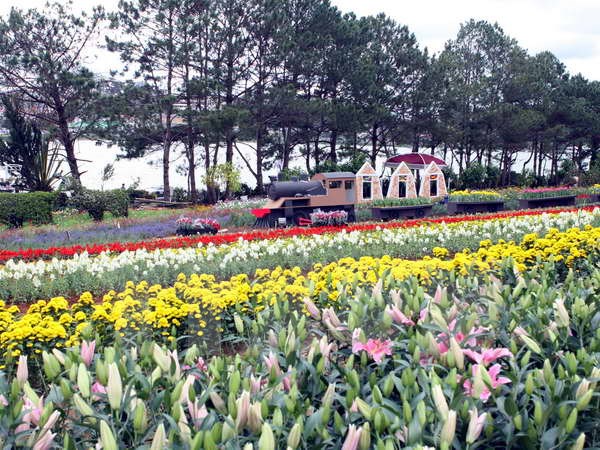 2015 da lat flower festival to be held in late december