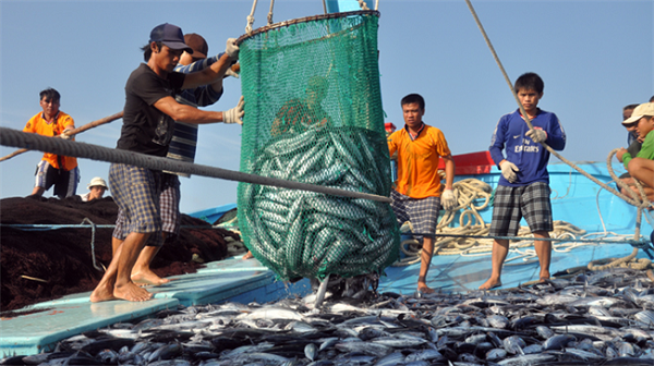 first fisheries logistics service cooperative makes debut in da nang city