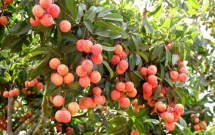 thanh ha litchi be qualified to prevail the strictest market in the world
