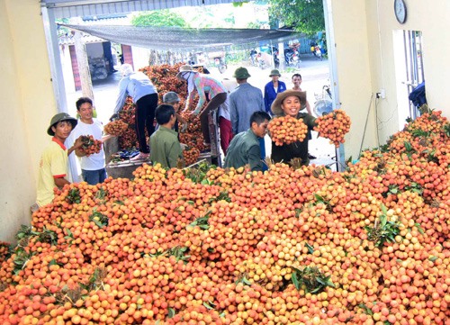 Hải Dương calls for hi-tech agricultural investment