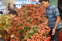 over 300 chinese traders and japanese experts are allowed to arrive in vietnam to buy lychees