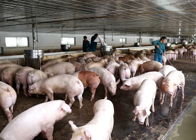 Farmers shouldn’t expand pig herds: ministry