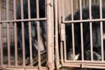 no more bars for two asiatic black bears in ha nam