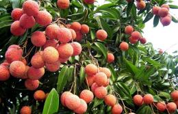 over 11000 tonnes of lychees shipped to china via lao cai border gate