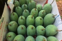 vietnam province of son la exports more mangoes to uk