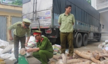 vietnamese police seize 3 tons of trafficked elephant tusks