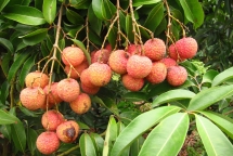 bac giang earns vnd 54 trillion from lychees