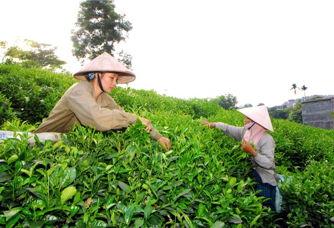 Vietnamese tea wins “Teas of the World”
