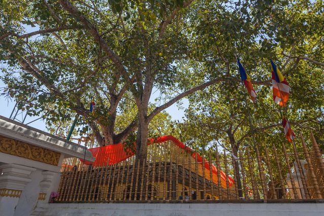 Stories of Vietnam's special Bodhi trees