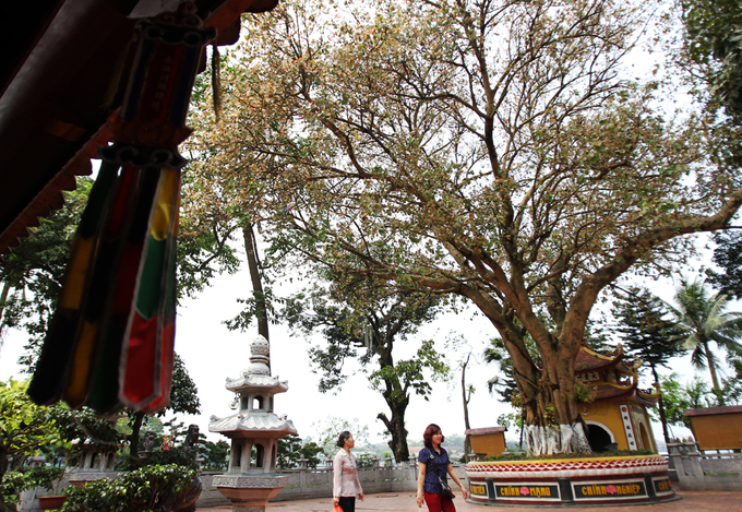 Stories of Vietnam's special Bodhi trees