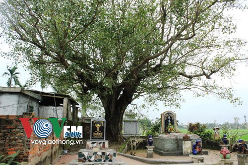 Stories of Vietnam's special Bodhi trees