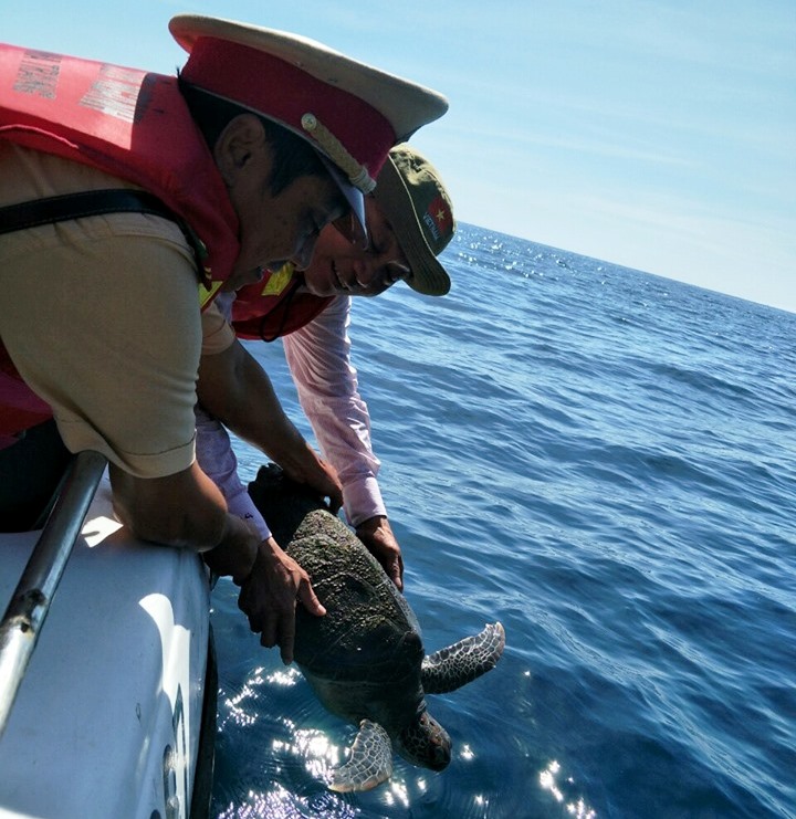 Protected green sea turtle released back to sea