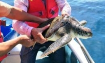 protected green sea turtle released back to sea