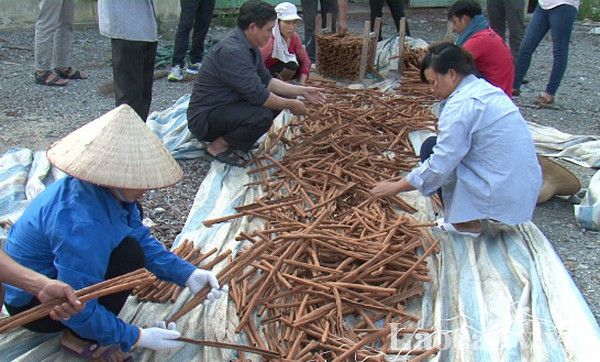 Expanding organic cinnamon production in Lao Cai