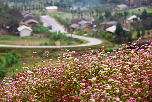 ha giang to host first buckwheat flower festival