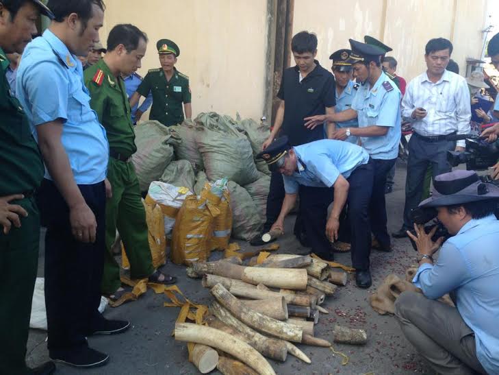 smuggled elephant tusks and pangolin scales seized in da nang city