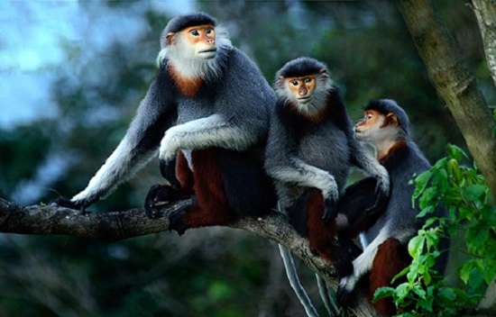 red shanked douc langur selected as da nangs symbol