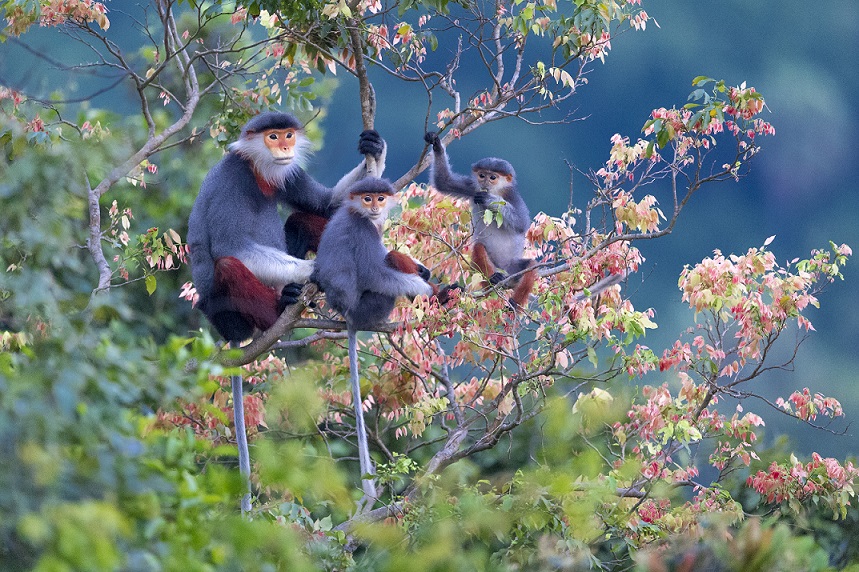 Red-shanked douc langur selected as Da Nang’s symbol