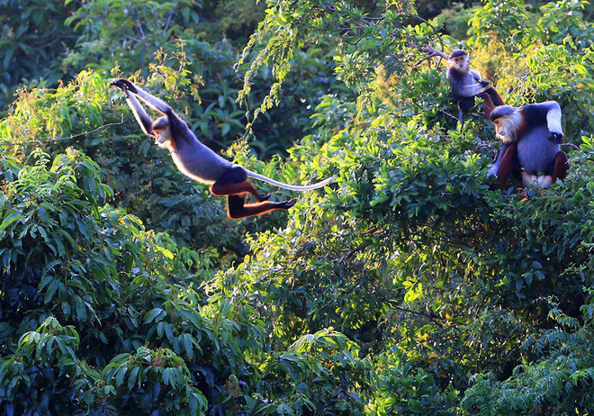 Red-shanked douc langur selected as Da Nang’s symbol