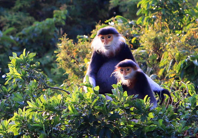 Red-shanked douc langur selected as Da Nang’s symbol