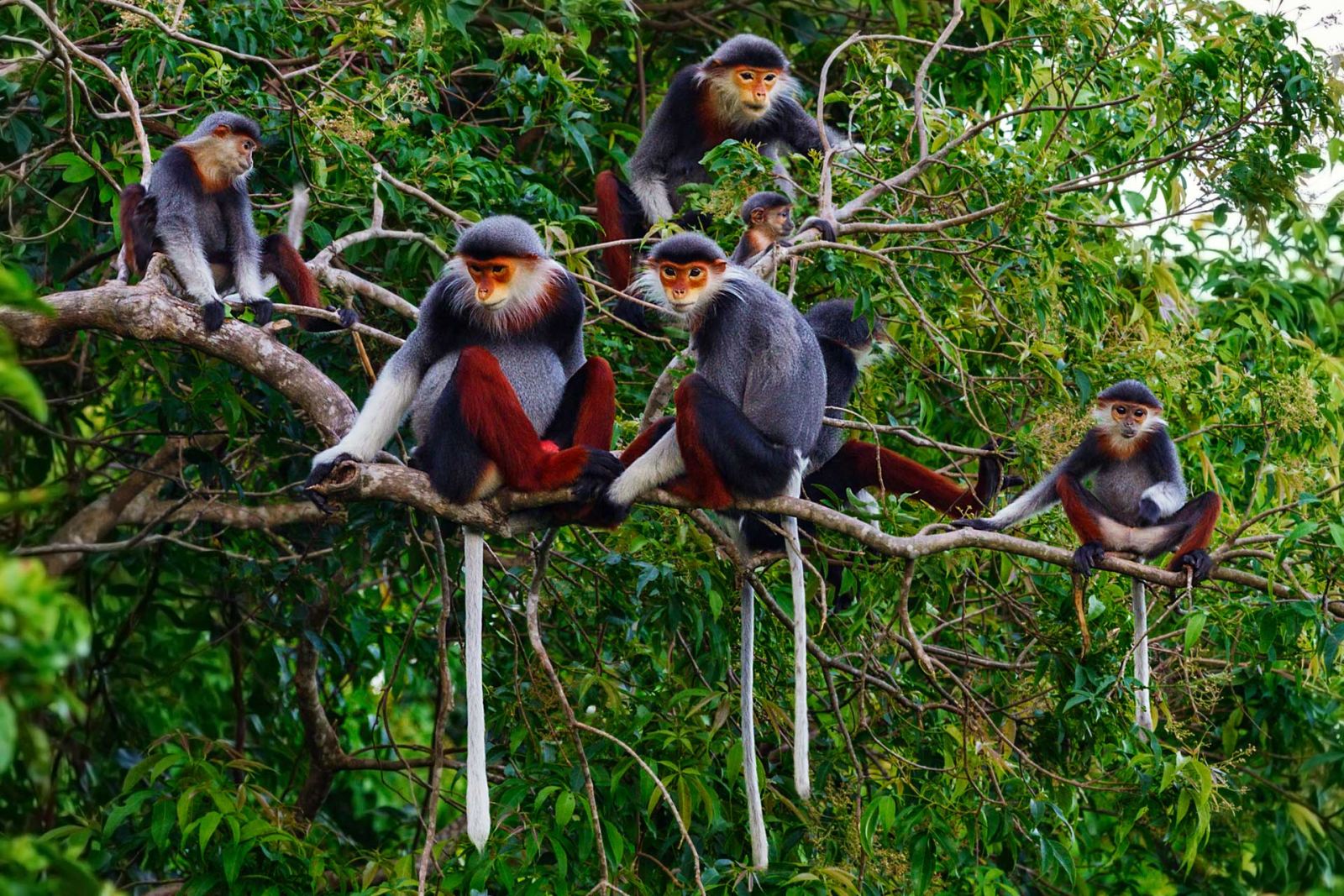 Red-shanked douc langur selected as Da Nang’s symbol