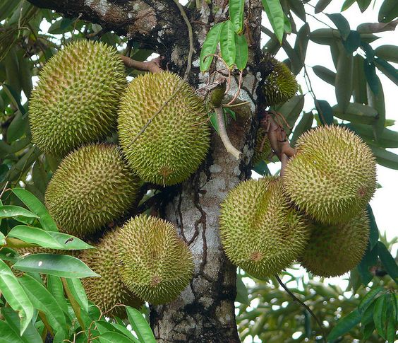 Top 10 rarest and tastiest fruits in the world