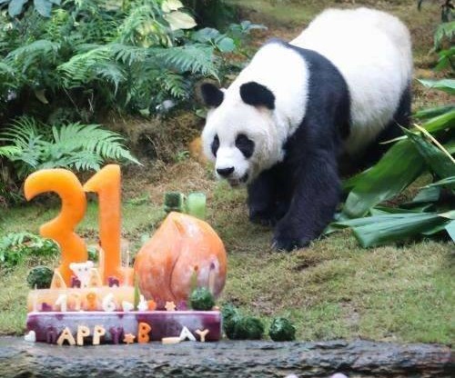 World’s oldest male panda celebrates 31st birthday