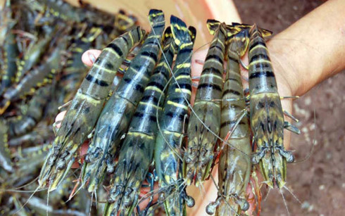 over 90 countries import ca mau shrimps