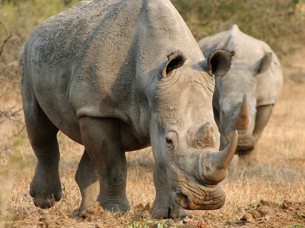 HSI Viet Nam calls on South African government to shut down rhino horn auction over trafficking risk