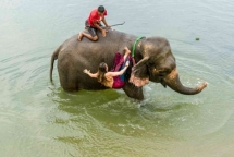 tourists rescued by elephants from flooded nepal safari park
