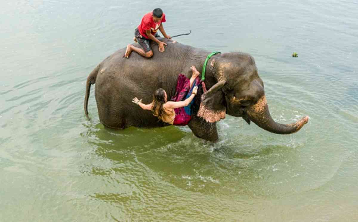 Tourists rescued by elephants from flooded Nepal safari park