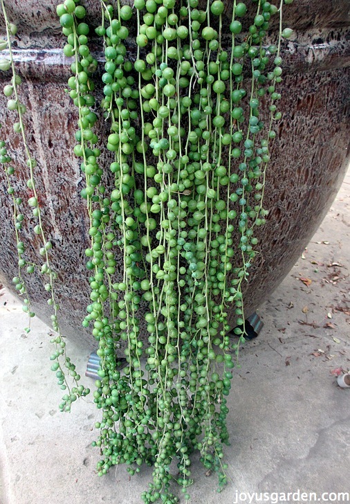 a beautiful healthy string of pearls plant with long trails growing out of a big tall pot