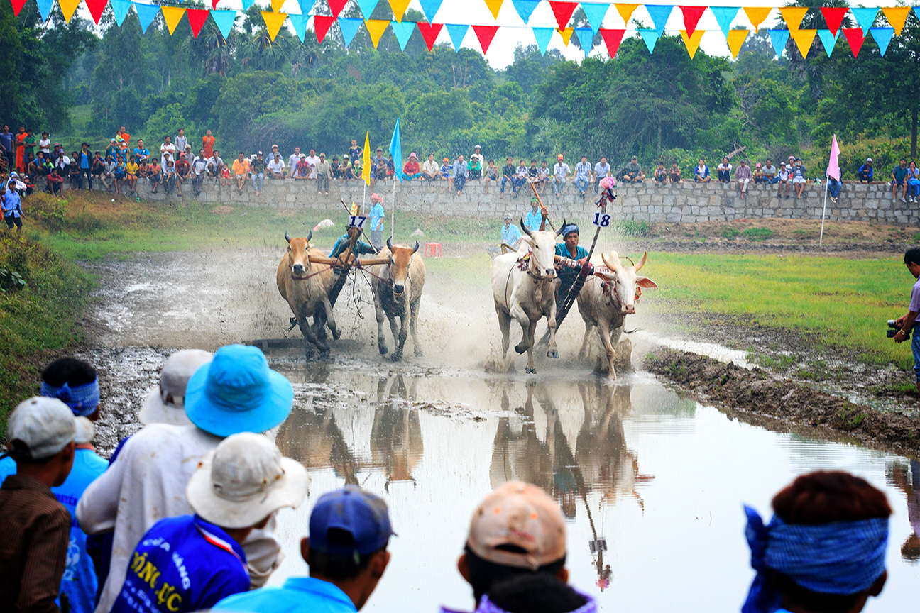 Cow racing festival in An Giang