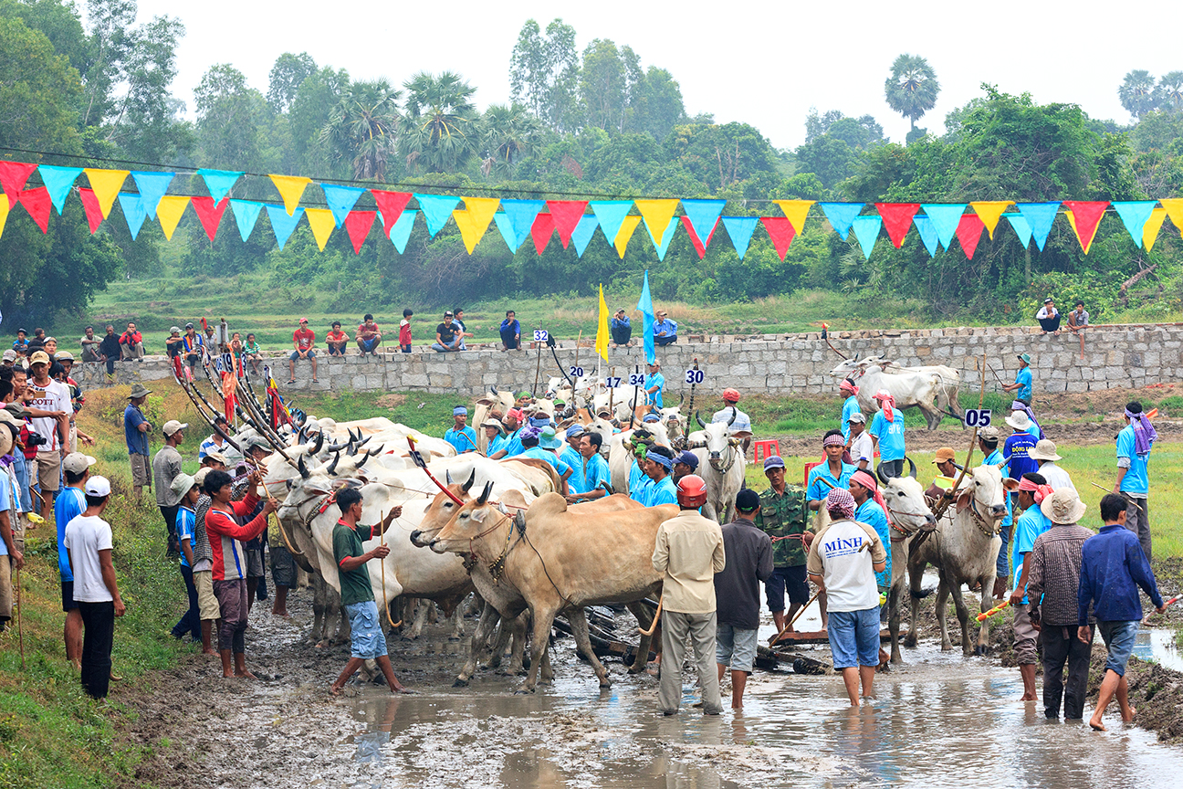 Cow racing festival in An Giang