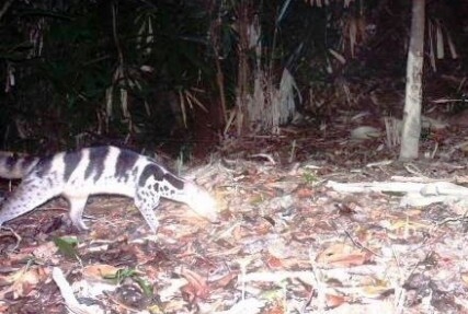 Endangered civets spotted in central Vietnam