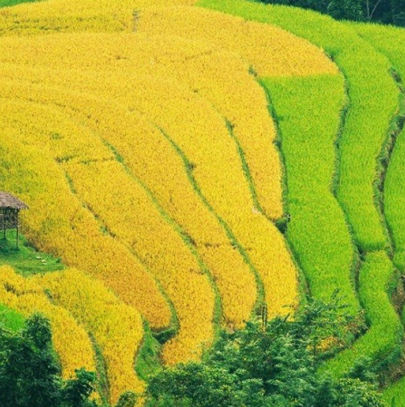 Harvest season in Vietnam’s Northern Province