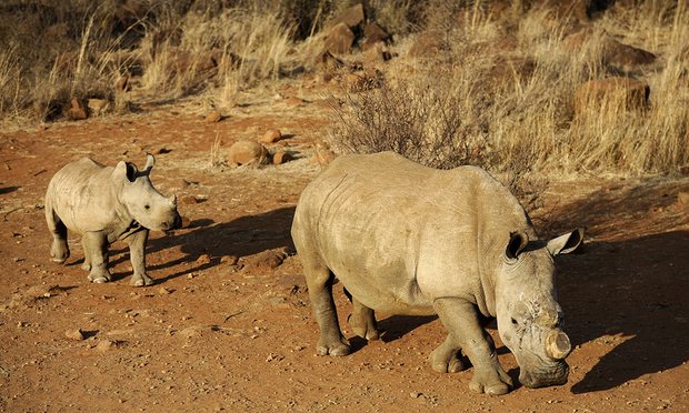 The price of rhino horn plummets in Vietnam