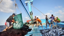 Vietnam's seafood output hits 2.3 million tonnes in eight months