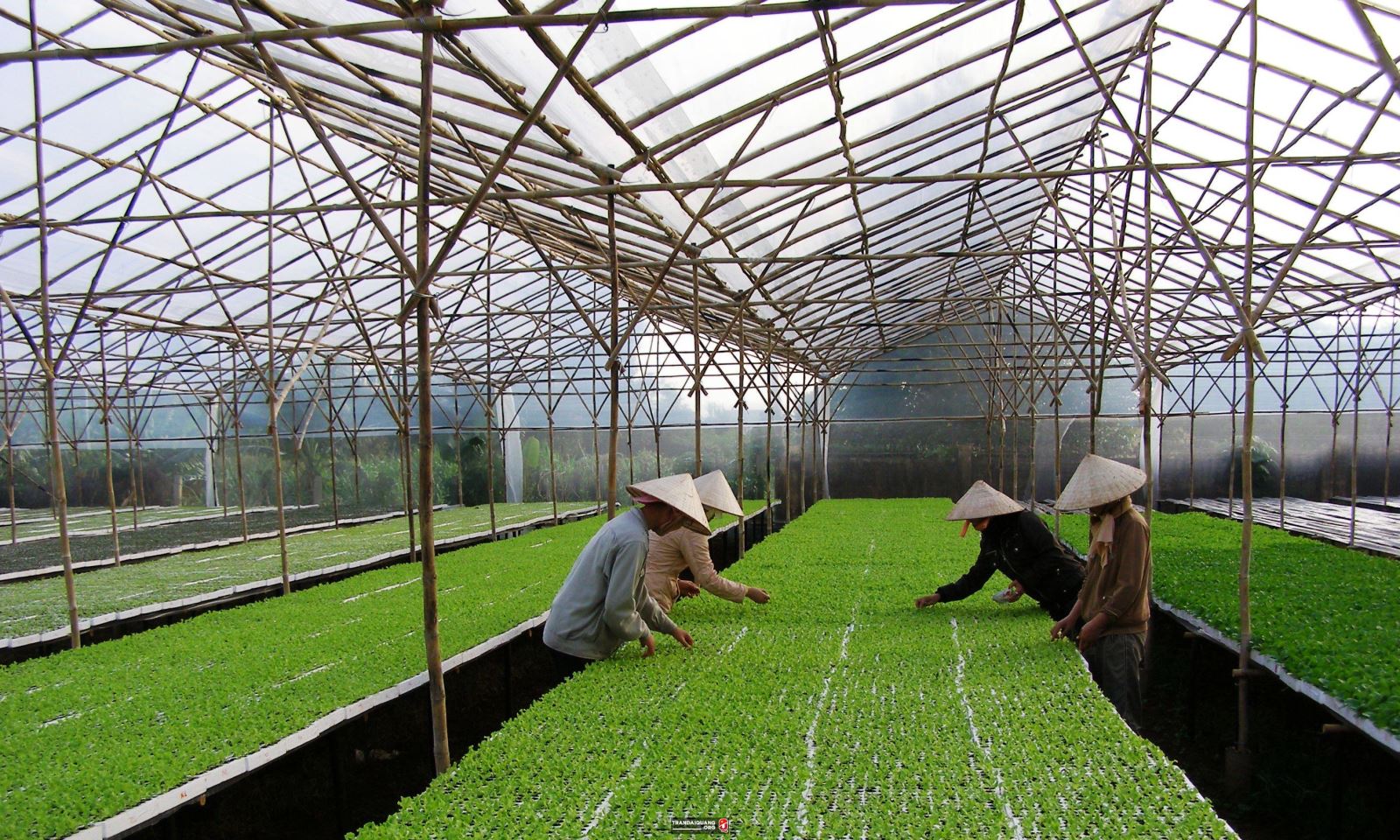 Viet Nam seeks global help to lift agriculture sector