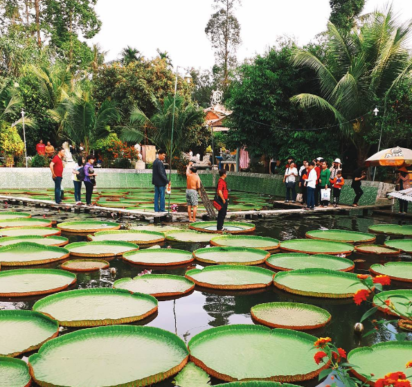 Giant lotus leaves in Dong Thap’s Phuoc Kien pagoda