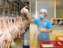 eu promising market of vietnamese processed chicken meat