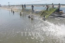 an giang province develops giant river prawn farming area