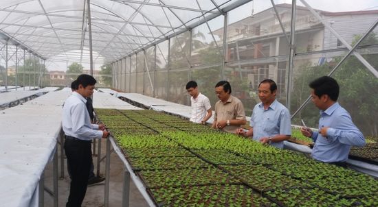 Models of vegetable cultivation applying high-tech in Hai Lang district, Quang Tri province. Photo: quangtri.gov.vn