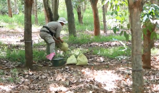 Cluster bomb in rubber plantation safely destroyed in Quang Tri
