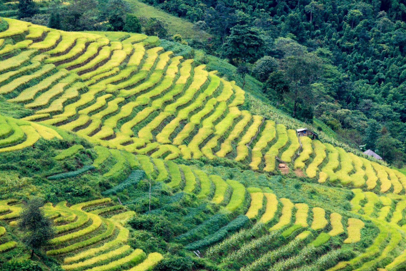 Ripening rice fields in Vietnam’s northwestern region