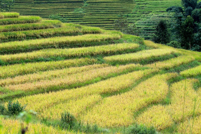 Ripening rice fields in Vietnam’s northwestern region