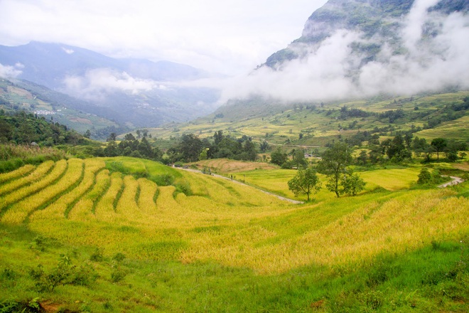 Ripening rice fields in Vietnam’s northwestern region